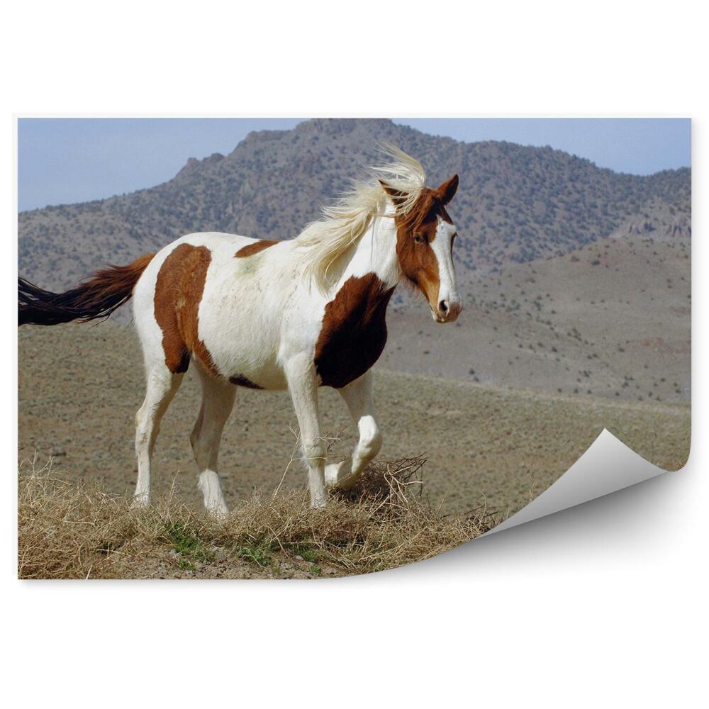 Fototapet perete Mustang Sălbatic Pinto Clearing Mountains Nevada