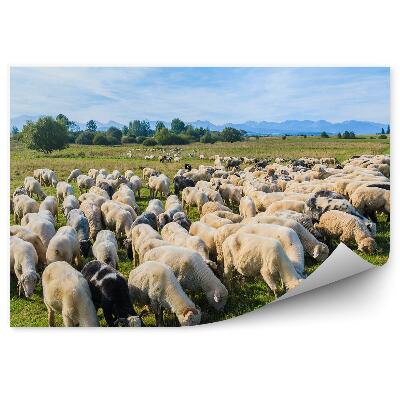 Fototapet vintage Oile Care Pasc În Pajiște, Biciclete Pentru Câini