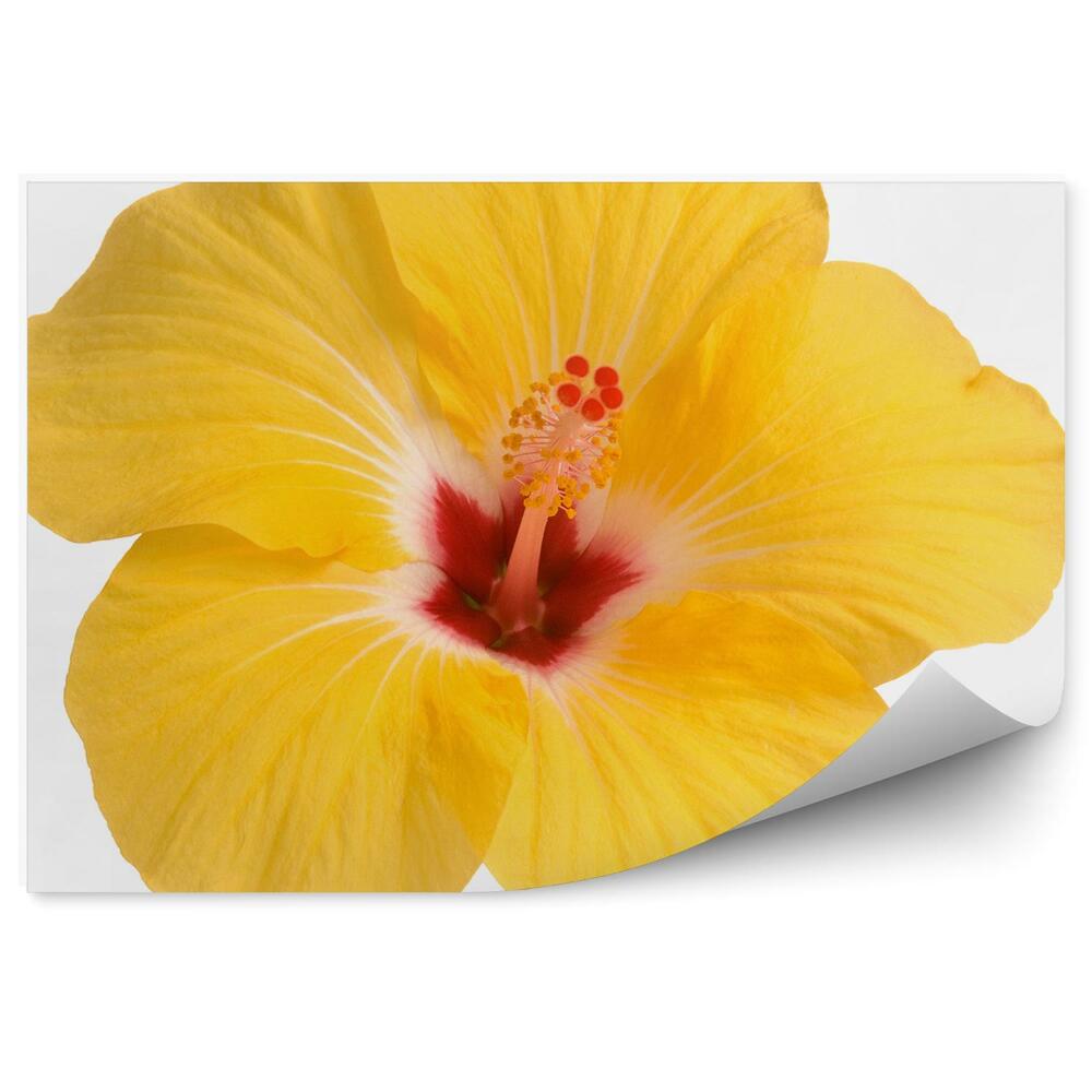 Fototapet Floare galbenă de hibiscus fundal alb