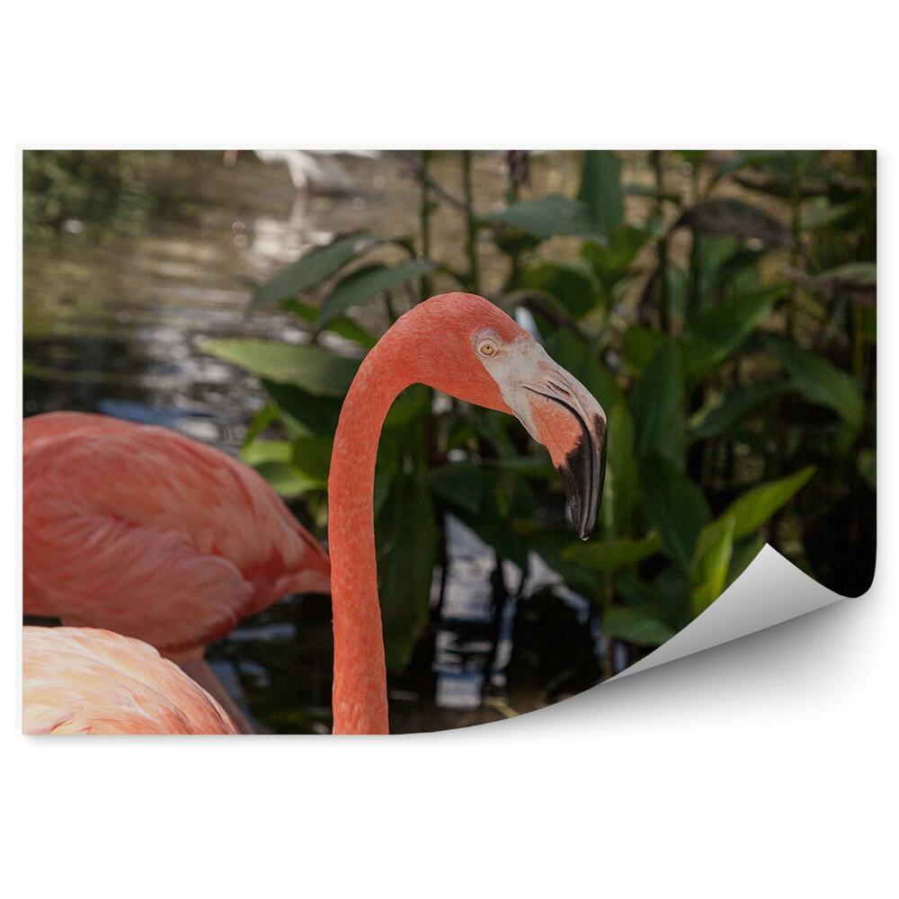 Fototapet Flamingo Păsări Râu Copaci Caraibe