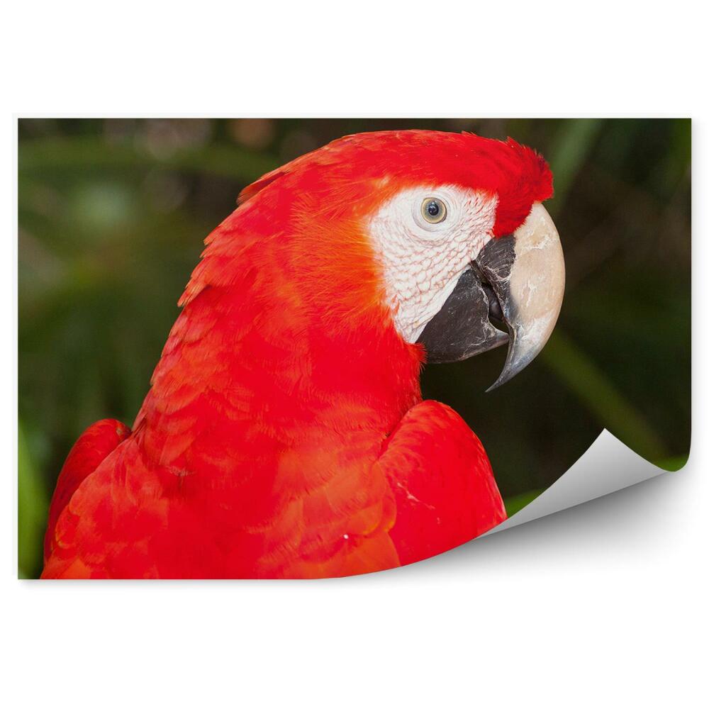 Fototapet vintage Papagal macaw natura animale verde