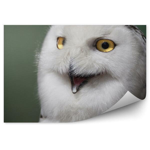 Fototapet Bufnița De Zăpadă Cu Ciocul Deschis