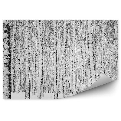 Fototapet pentru perete Pădurea De Mesteacăn De Iarnă