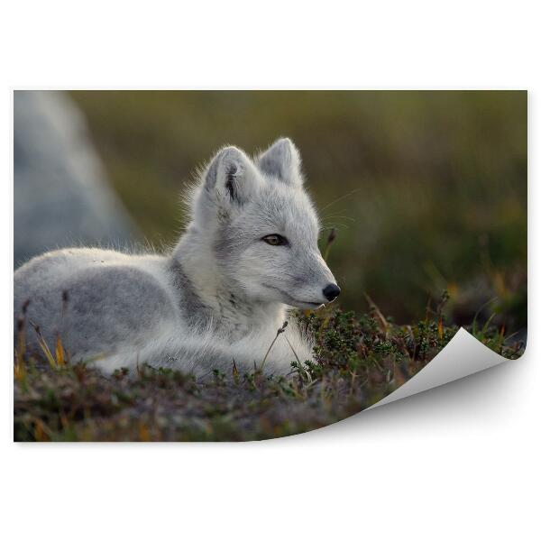 Fototapet pentru perete Vulpea arctică natură animală norvegia
