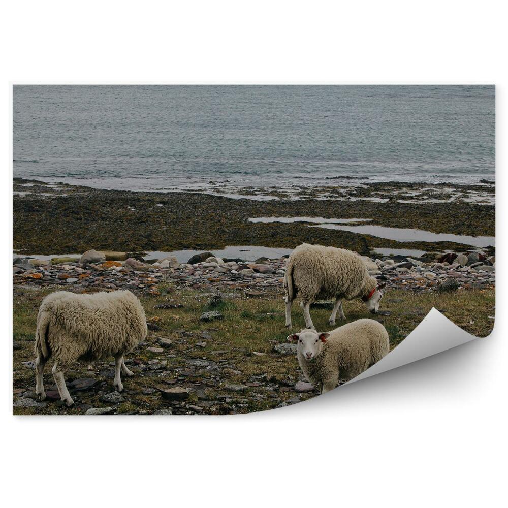 Decor fototapet Oaia norvegiană călătorește animale natura