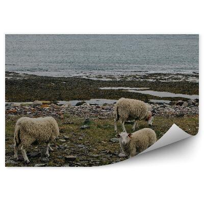 Decor fototapet Oaia norvegiană călătorește animale natura