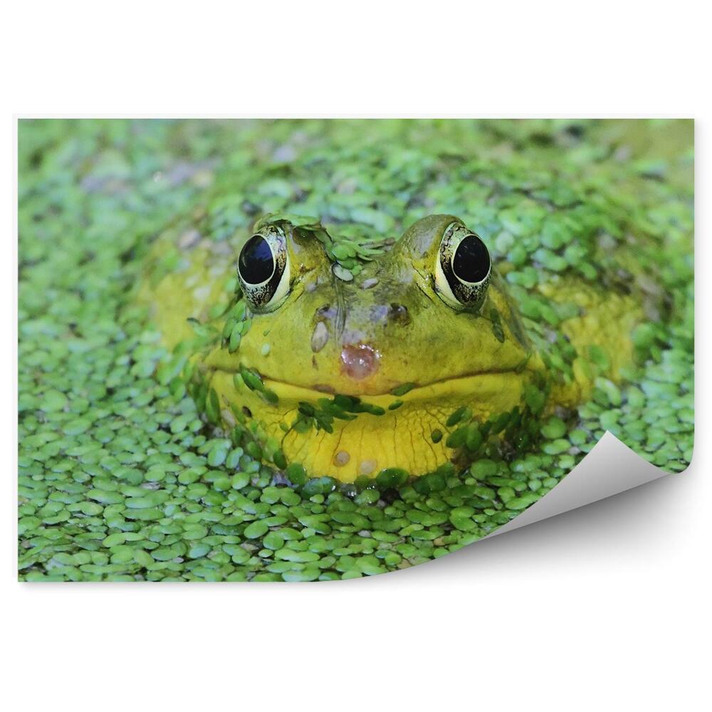Fototapet vintage O Broasca Verde Intr-Un Iaz Printre Linte De Rata