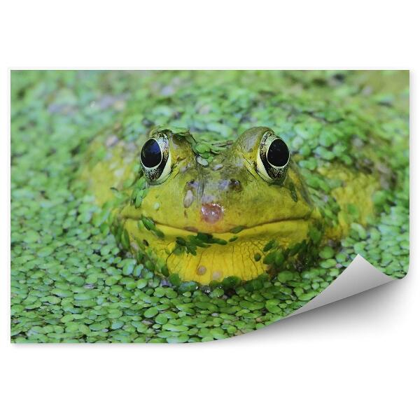 Fototapet vintage O Broasca Verde Intr-Un Iaz Printre Linte De Rata