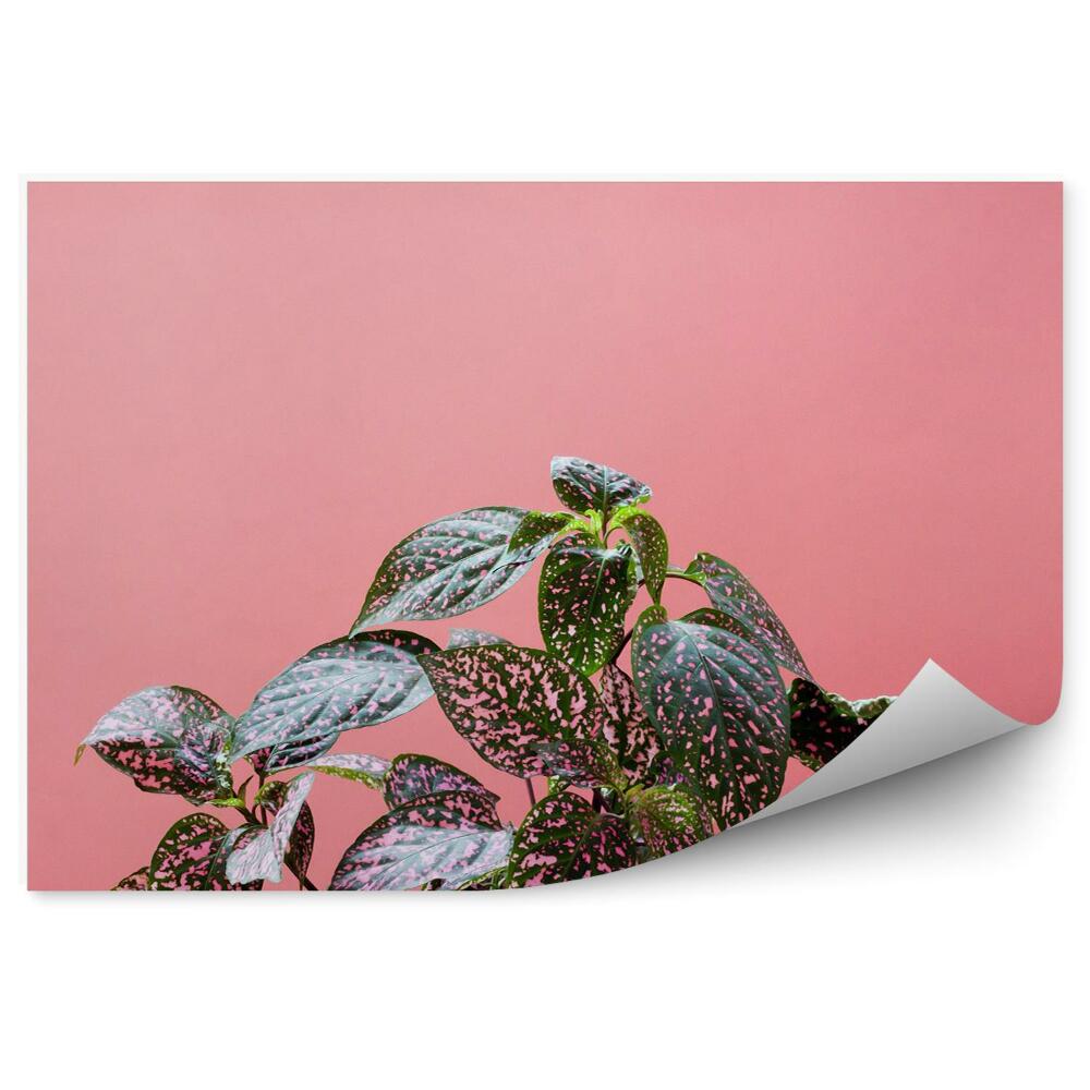Fototapet vintage Plante colorate pe un fundal roz