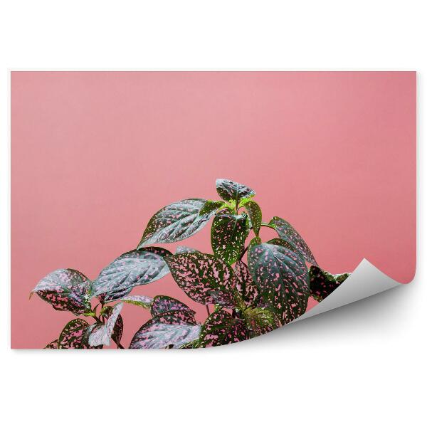 Fototapet vintage Plante colorate pe un fundal roz