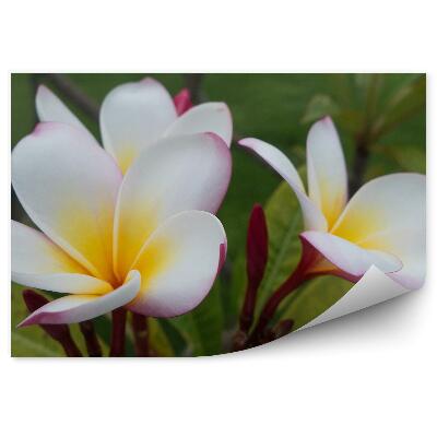 Decor fototapet Flori colorate de orhidee plante din Mexic