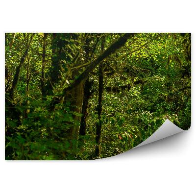 Fototapet perete Frunze De Pădure Tropicală