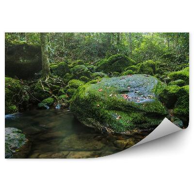 Fototapet perete Padure Apa Natura Muschi