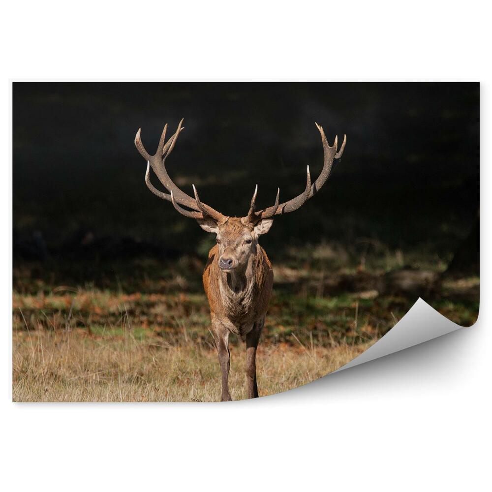 Fototapet pentru perete Căprioare În Luncă