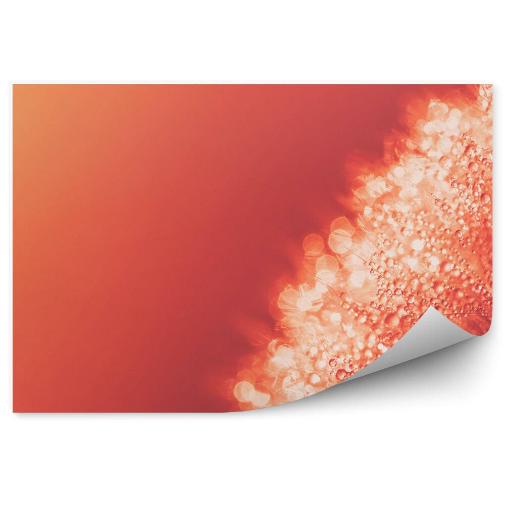 Fototapet pentru perete Macro seminte de papadie