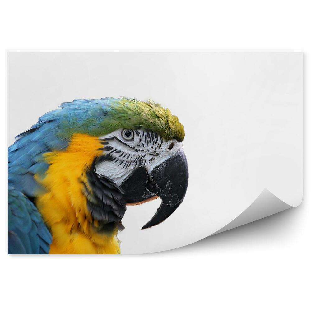 Decor fototapet Prim-Plan Cu Cap De Macaw