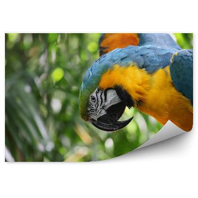 Fototapet Macaw Pe O Creangă