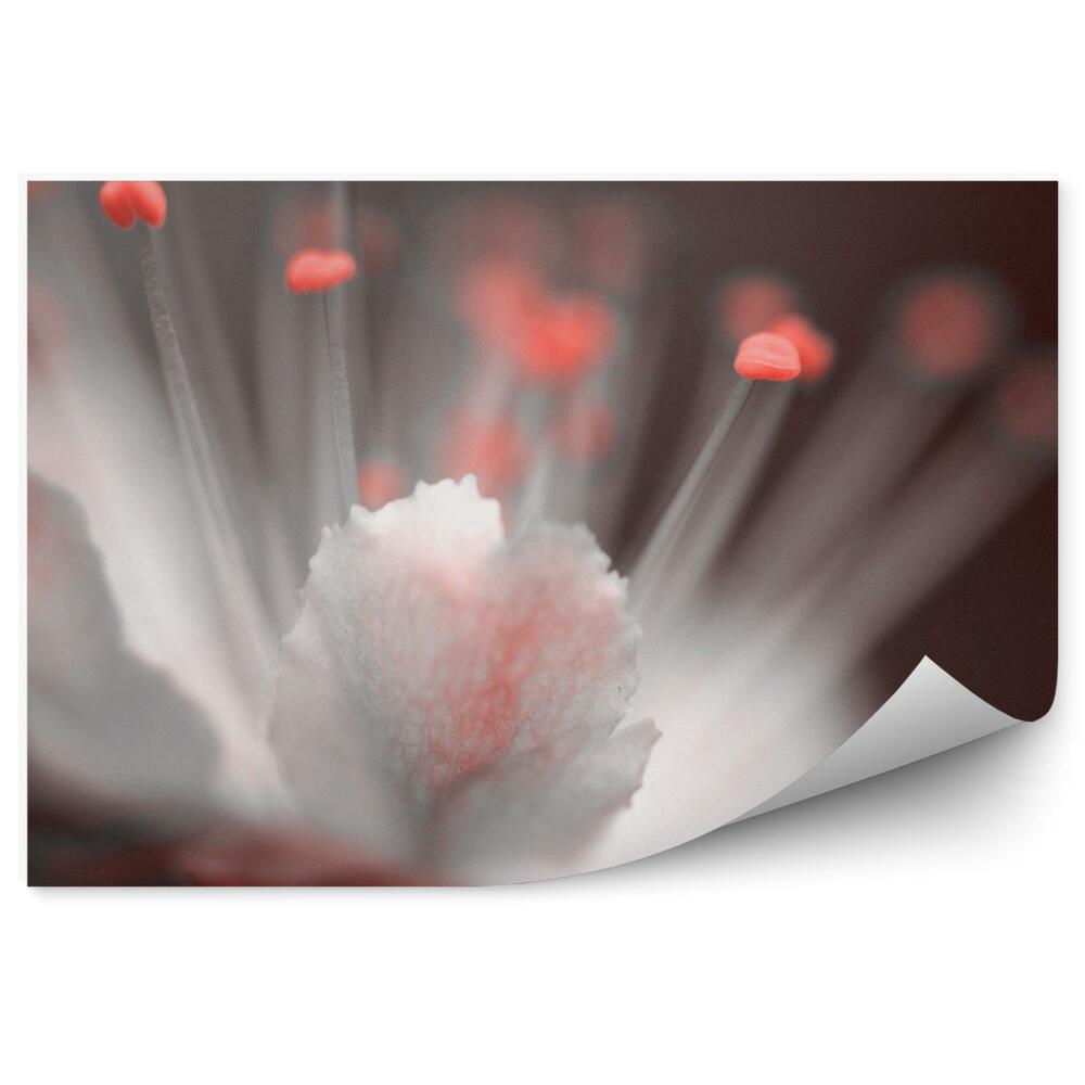 Decor fototapet Fundal maro cu flori de cireș roșu și alb