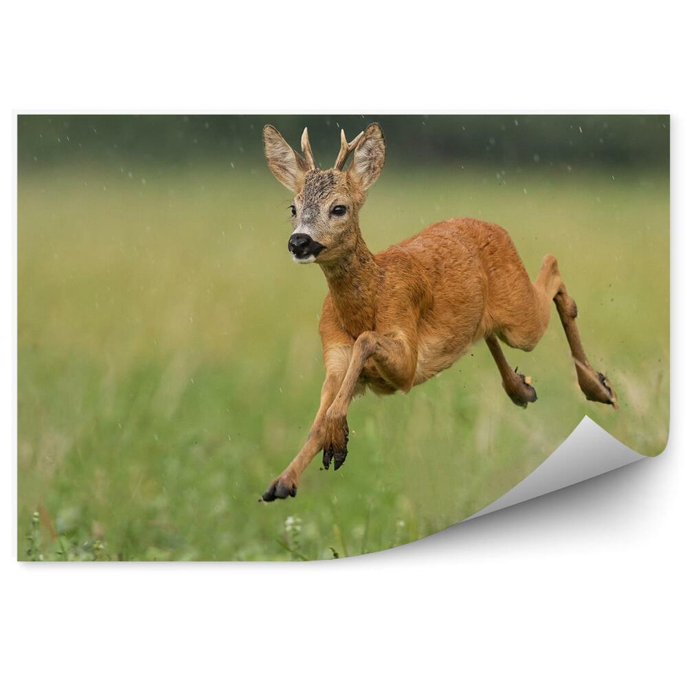 Decor fototapet Cerb Tânăr În Mișcare
