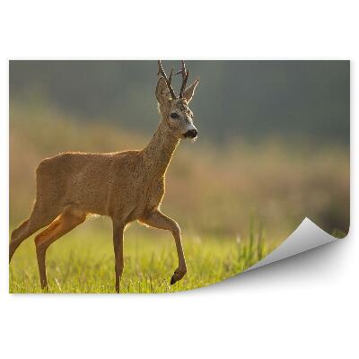 Fototapet vintage Căprioare În Luncă