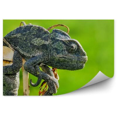 Fototapet perete Cameleon Întunecat Pe Fond Verde
