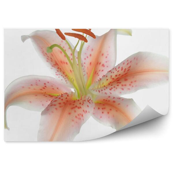 Decor fototapet Planta cu flori de crin roz pastel