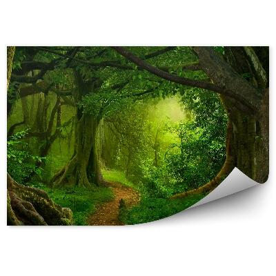 Fototapet Pădure Tropicală Arbori Cale Ferigi