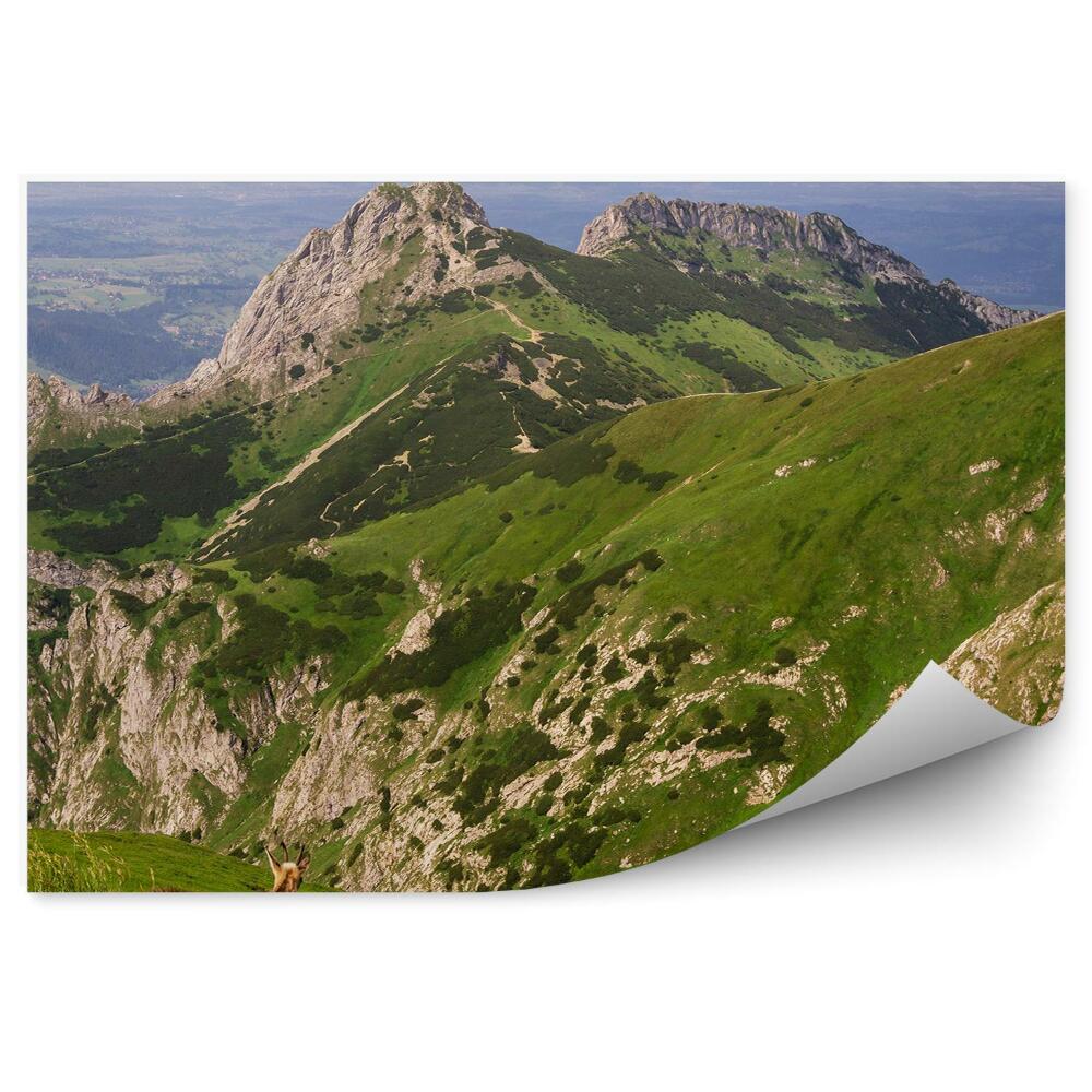 Fototapet perete Kozice Giewont Iarbă Munți Iarbă Cer Nori Munții Tatra