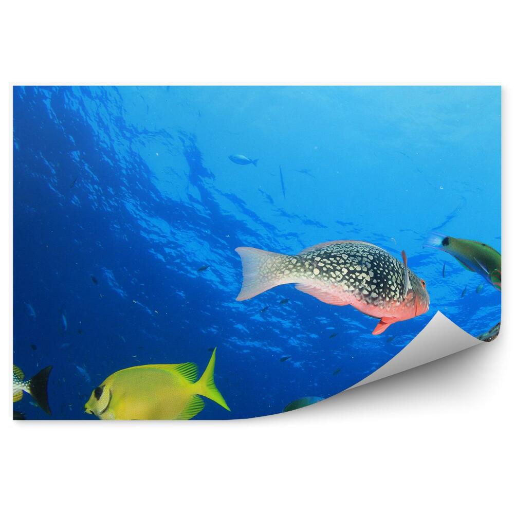 Fototapet perete Pește de recif de corali Thailanda