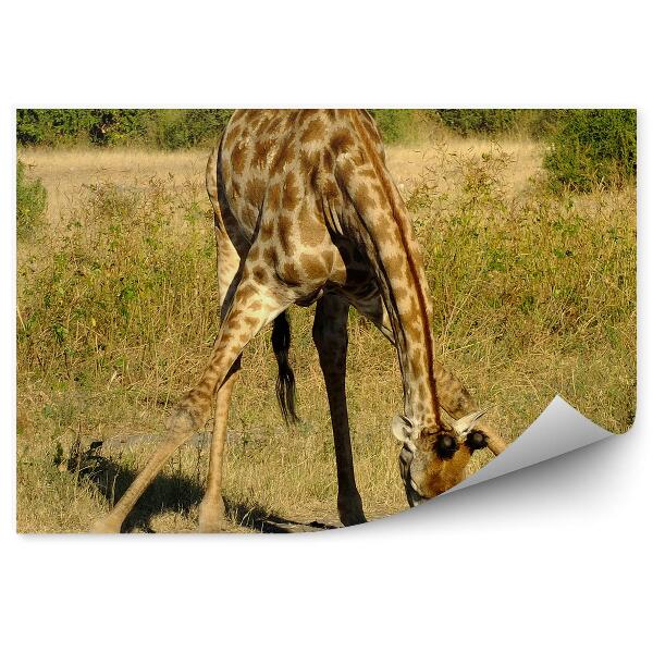 Decor fototapet Girafă Se Plecă Spre Drum, Natură, Plante Verzi