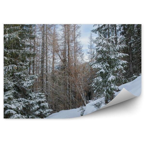 Fototapet vintage Pădure Densă De Conifere Din Zakopane