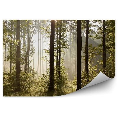 Decor fototapet Ceața Copacilor Din Pădure