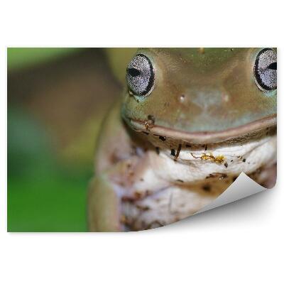 Fototapet vintage Broasca De Copac Australian Pe Un Copac