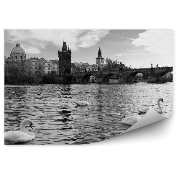 Fototapet Lebedele În Vltava