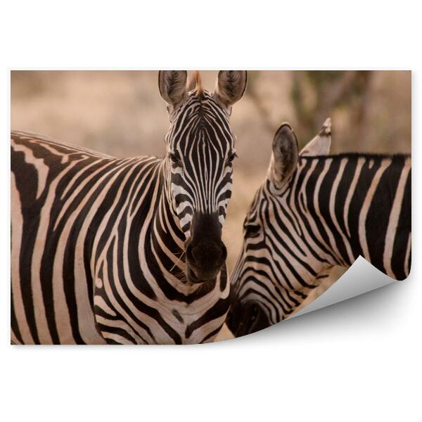 Fototapet vintage Zebre Din Parcul Național Tsavo Est