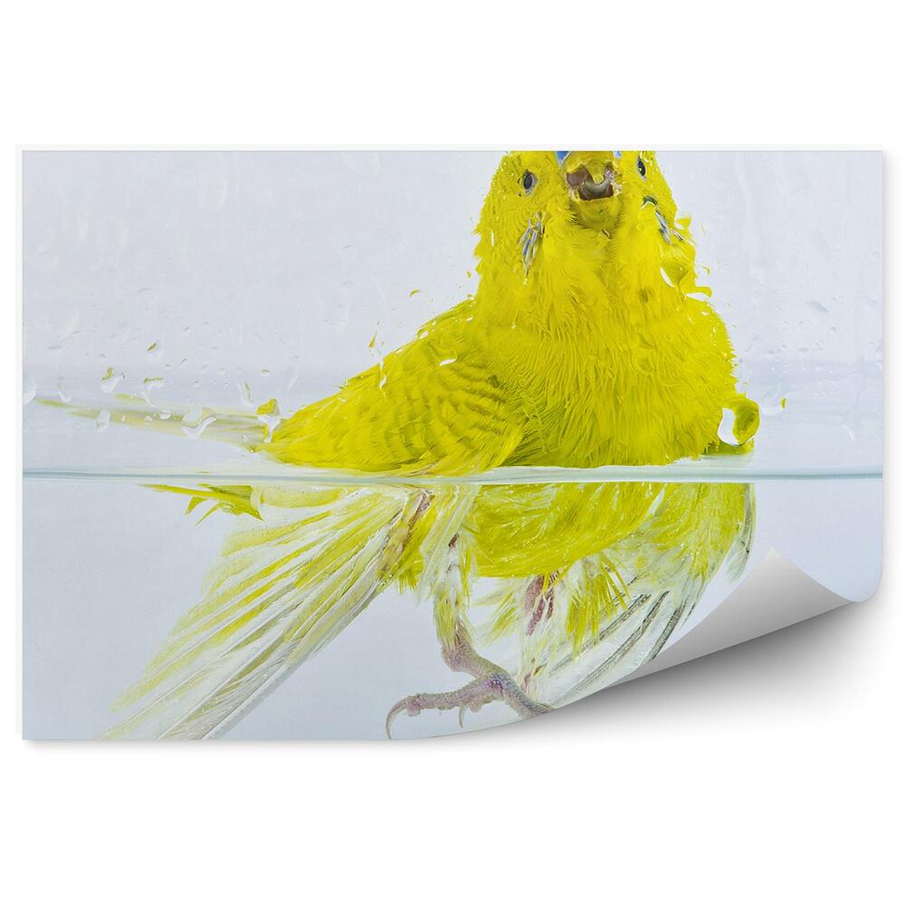 Fototapet Un Budgerigar În Apă