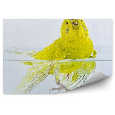 Fototapet Un Budgerigar În Apă