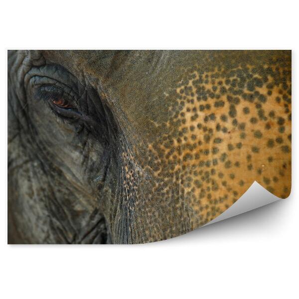 Fototapet perete Prim-Plan Cu Cap De Elefant