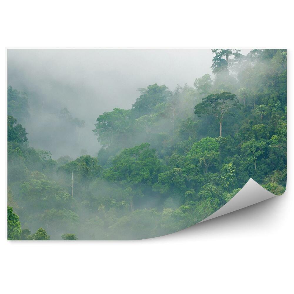 Decor fototapet Ceață Tropicală De Dimineață Printre Vârfurile Copacilor
