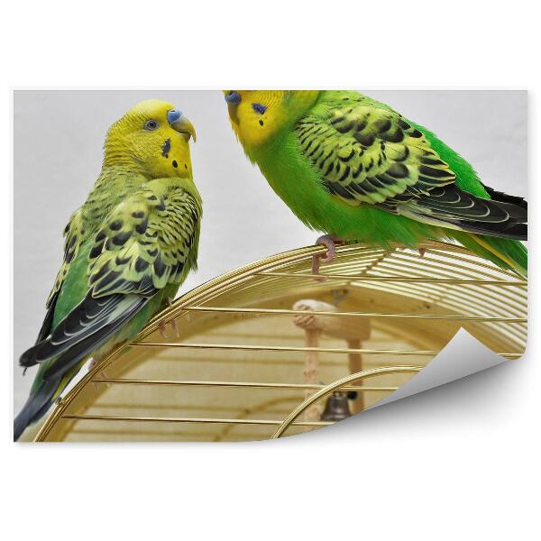 Fototapet perete Budgerigars Stând Pe O Cușcă