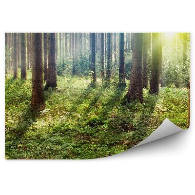 Fototapet În Adâncul Pădurii, Soarele Strălucește Pe Pomi Și Iarbă De Crăciun