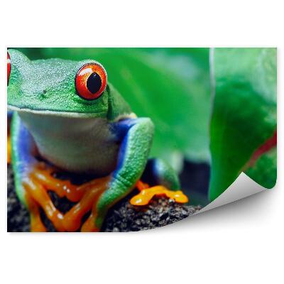 Fototapet pentru perete Broasca De Copac Cu Ochi Roșii Pe O Crenguță