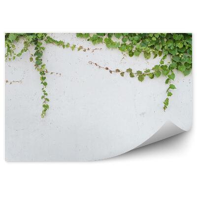 Fototapet pentru perete Iedera pe un perete alb