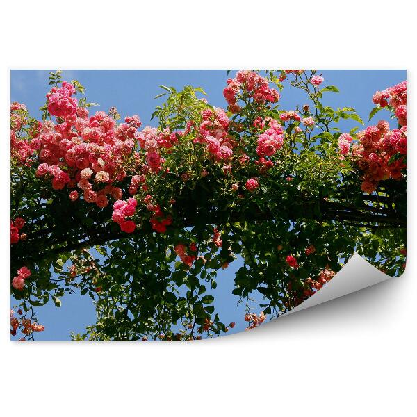 Decor fototapet Arc În Grădina De Trandafiri Cu Flori Și Cer