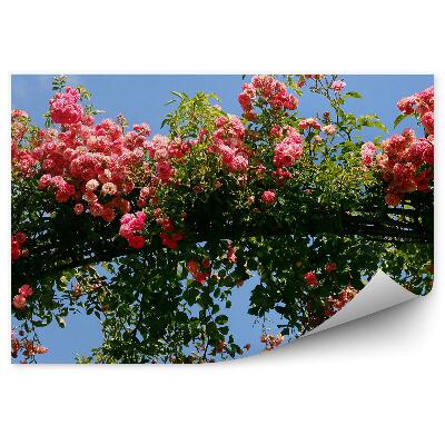 Decor fototapet Arc În Grădina De Trandafiri Cu Flori Și Cer