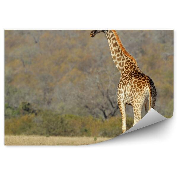 Fototapet vintage Savannah Africa Arbori de animale girafe