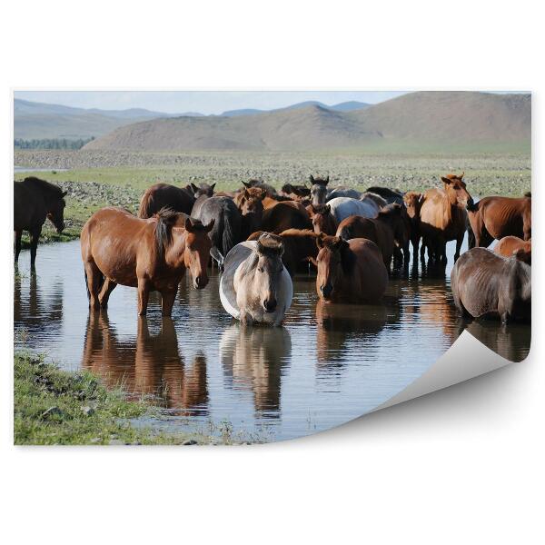 Fototapet vintage Turma De Cai Din Mongolia A Turnat Apă