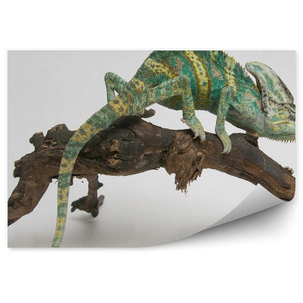 Fototapet pentru perete Cameleon Colorat Pe Un Ciot