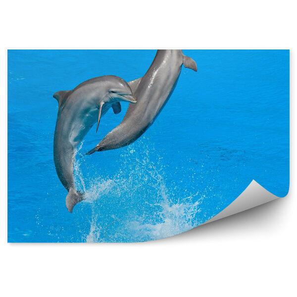 Decor fototapet Delfinii În Delfinarium