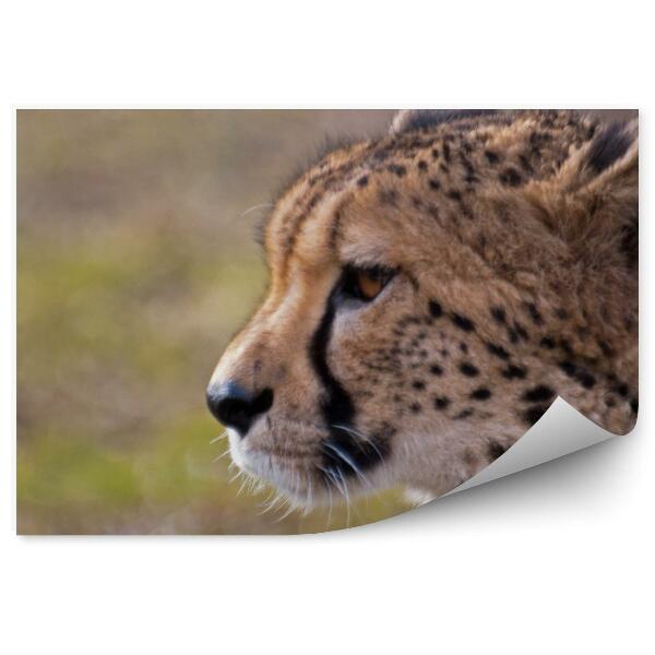 Decor fototapet Prim-Plan Al Capului Unui Ghepard